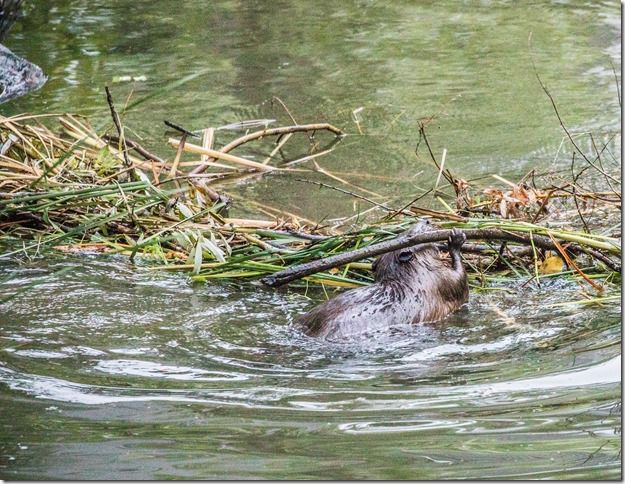 Beaver Lodge Spring 2018